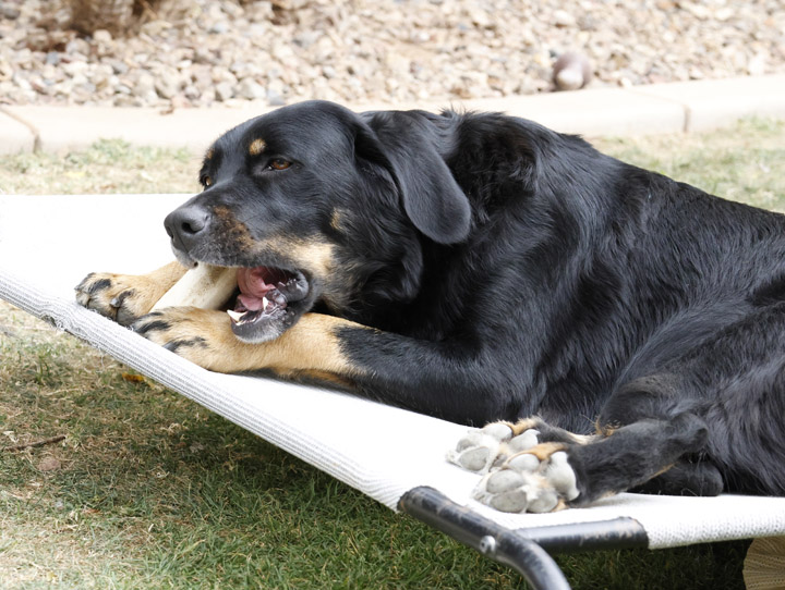 chinook dog